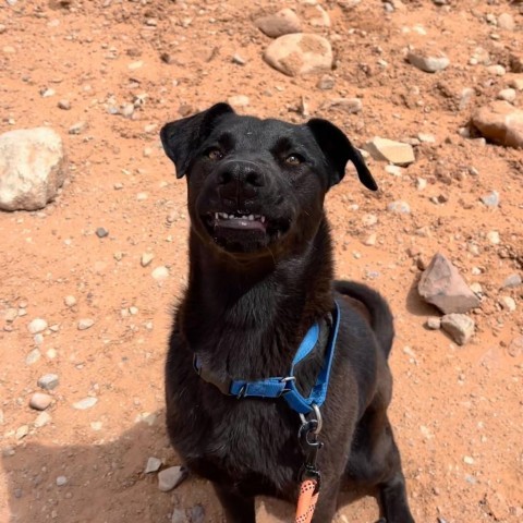 Malla, an adoptable Mixed Breed in Moab, UT, 84532 | Photo Image 3
