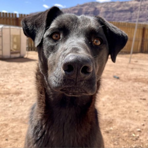 Malla, an adoptable Mixed Breed in Moab, UT, 84532 | Photo Image 4