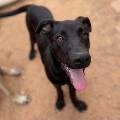 Malla, an adoptable Cattle Dog, German Shepherd Dog in Moab, UT, 84532 | Photo Image 4