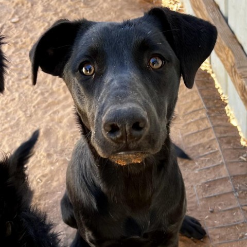 Malla, an adoptable Cattle Dog, German Shepherd Dog in Moab, UT, 84532 | Photo Image 5