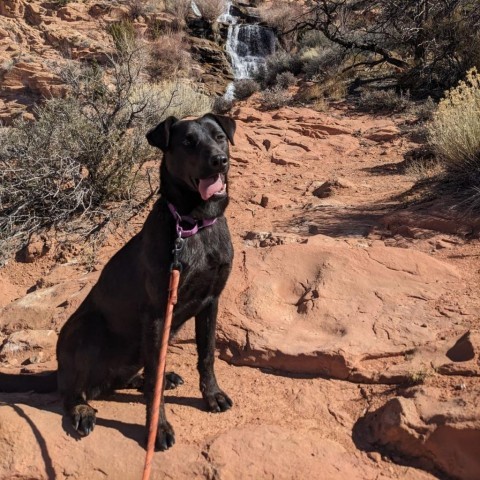 Malla, an adoptable Cattle Dog, German Shepherd Dog in Moab, UT, 84532 | Photo Image 6