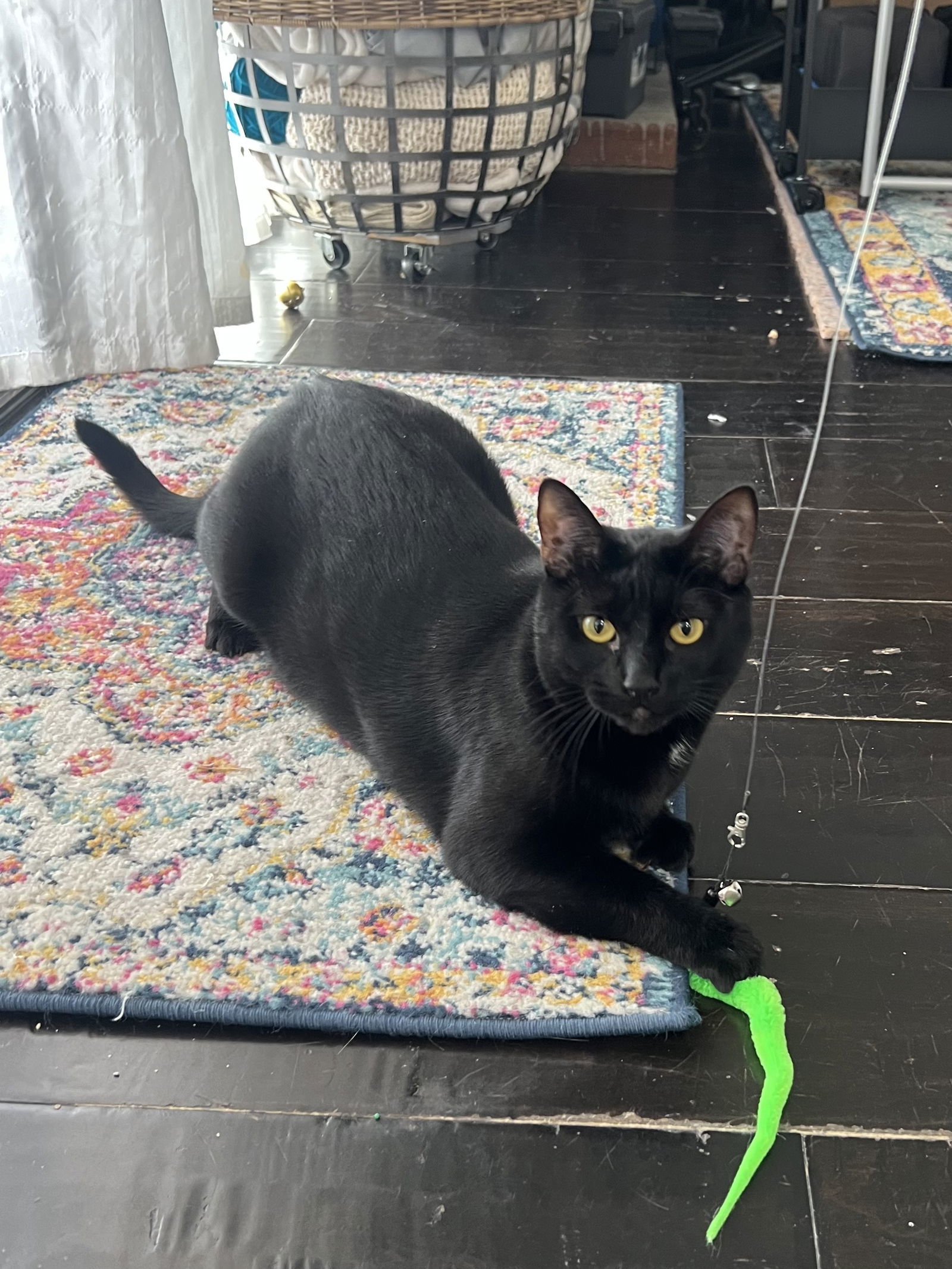 Mousse, an adoptable Bombay, Domestic Short Hair in Laguna Niguel, CA, 92677 | Photo Image 1