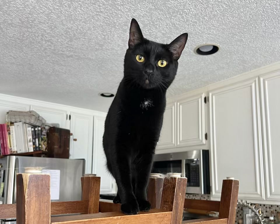 Mousse, an adoptable Bombay, Domestic Short Hair in Laguna Niguel, CA, 92677 | Photo Image 2