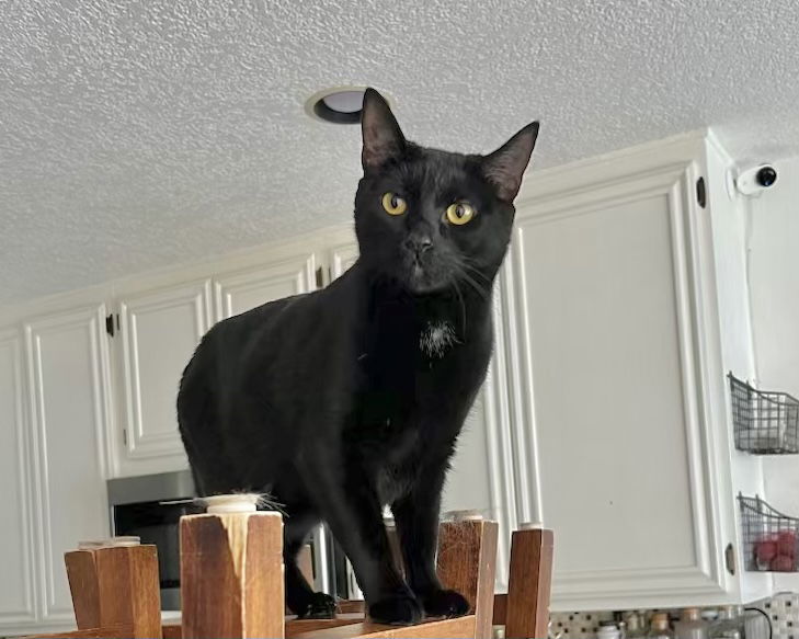 Mousse, an adoptable Bombay, Domestic Short Hair in Laguna Niguel, CA, 92677 | Photo Image 2