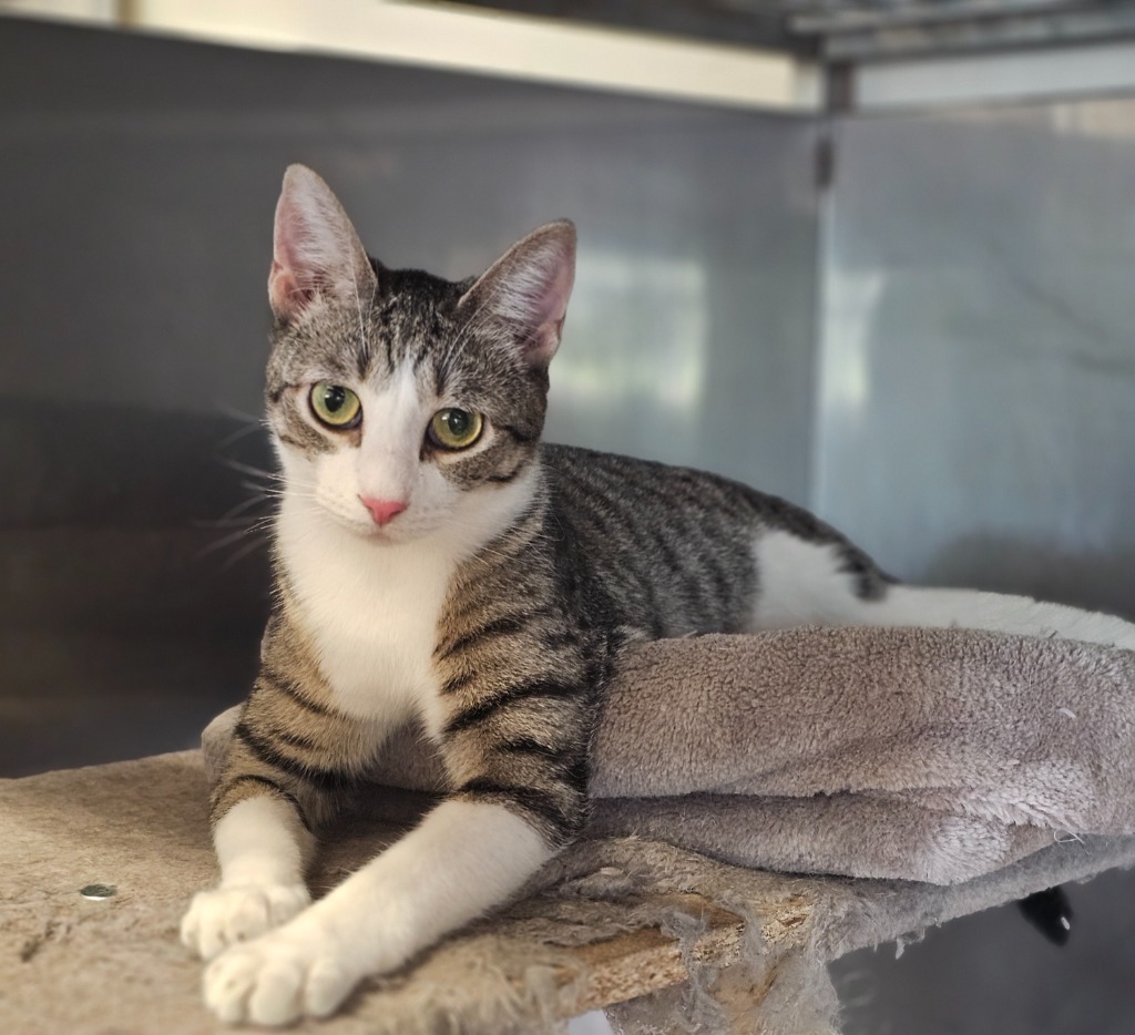 Padma, an adoptable Domestic Short Hair in Sprakers, NY, 12166 | Photo Image 1