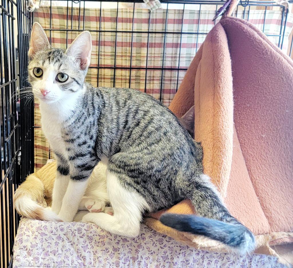 Padma, an adoptable Domestic Short Hair in Sprakers, NY, 12166 | Photo Image 2