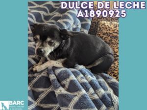 From Dulce De Leches foster mom She is very loving once she is comfortable but snippy when afraid