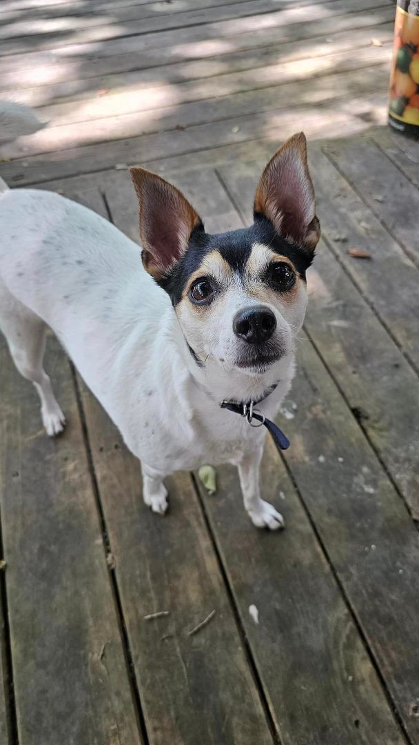 Toy fox shop rat terrier