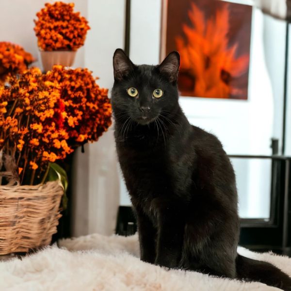 Pet Photo
