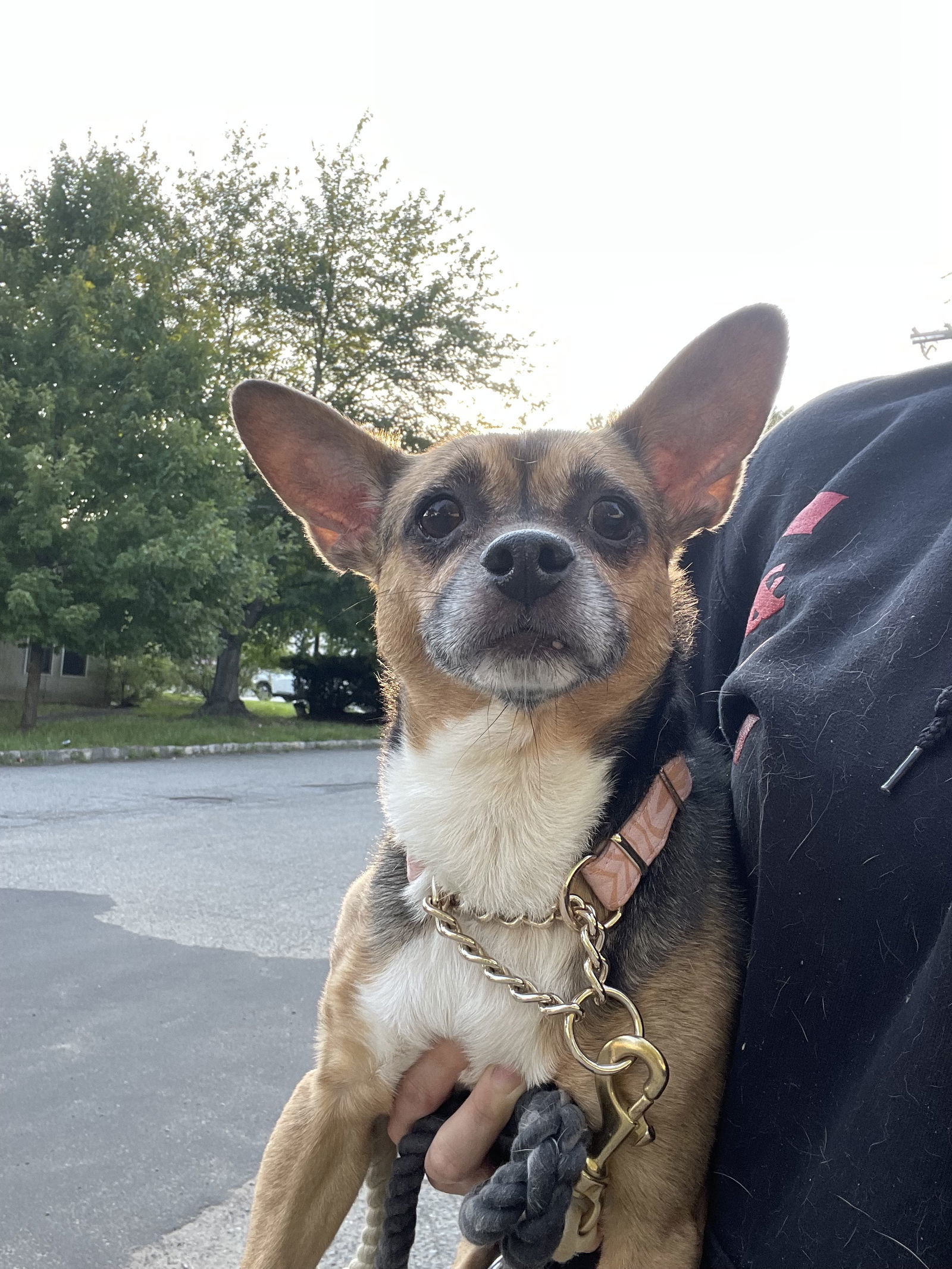 Wheezy, an adoptable Corgi, Chinese Crested Dog in Chester, NJ, 07930 | Photo Image 1