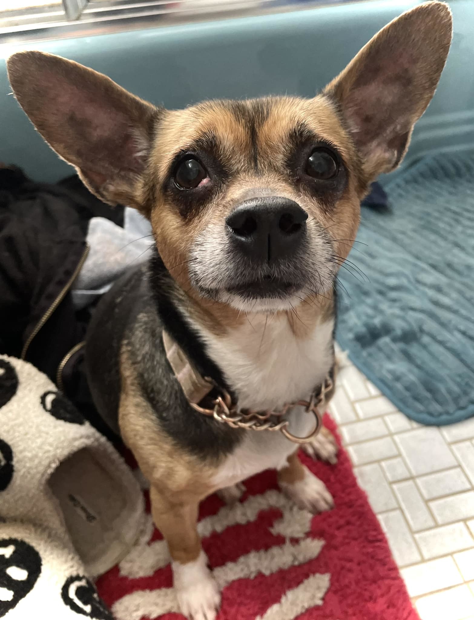 Wheezy, an adoptable Corgi, Chinese Crested Dog in Chester, NJ, 07930 | Photo Image 2