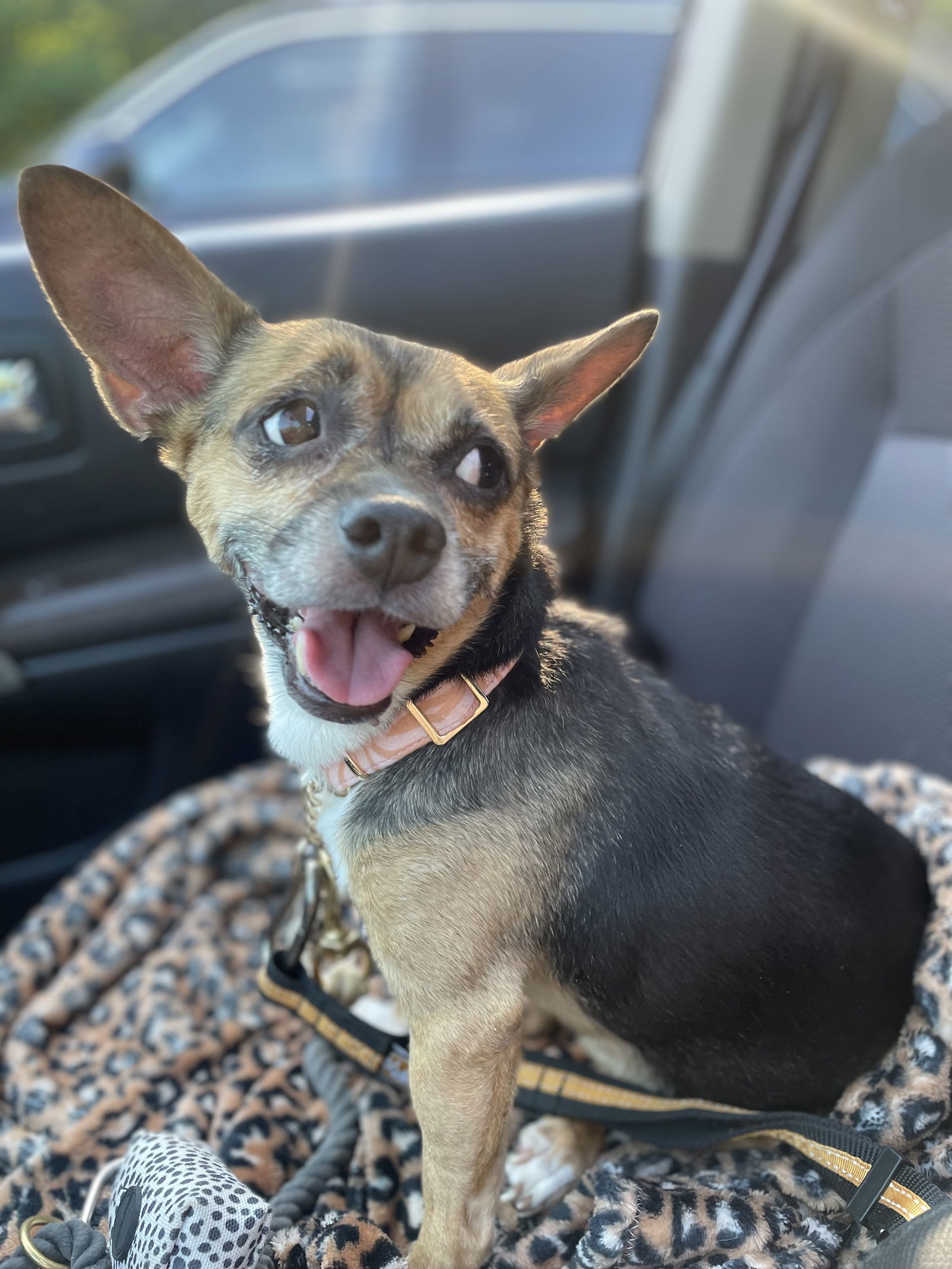 Wheezy, an adoptable Corgi, Chinese Crested Dog in Chester, NJ, 07930 | Photo Image 3