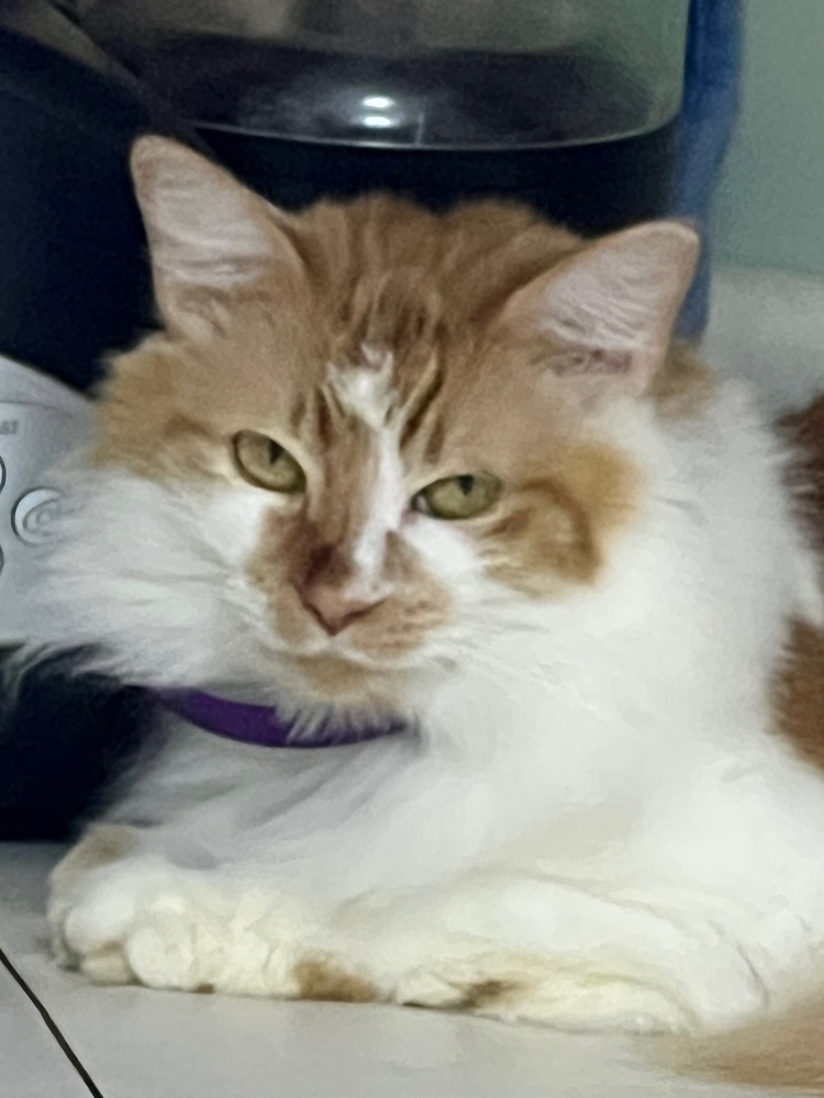 Kricket, an adoptable Domestic Long Hair in Wilmington, NC, 28411 | Photo Image 1