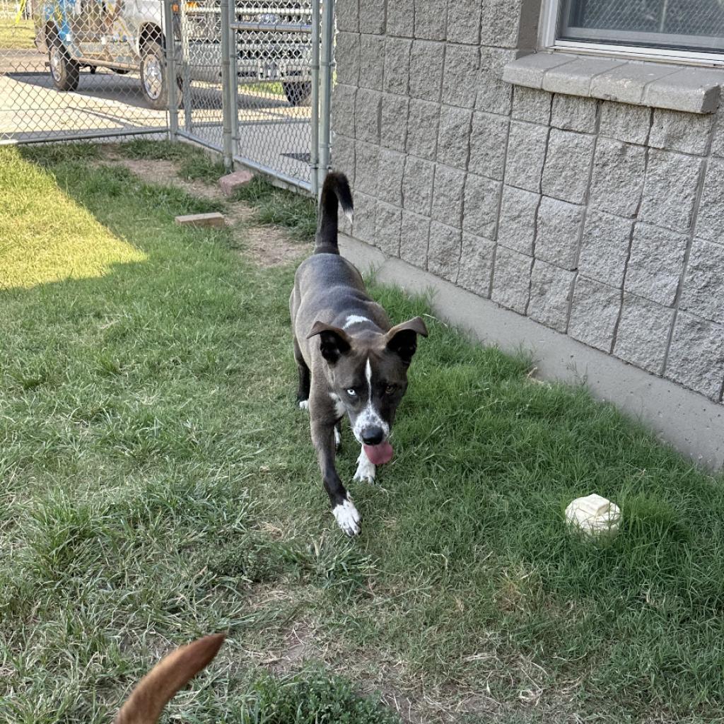 Dune, an adoptable Husky, Pit Bull Terrier in Ponca City, OK, 74604 | Photo Image 2