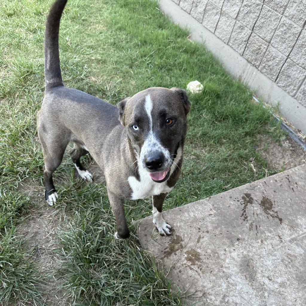 Dune, an adoptable Husky, Pit Bull Terrier in Ponca City, OK, 74604 | Photo Image 3