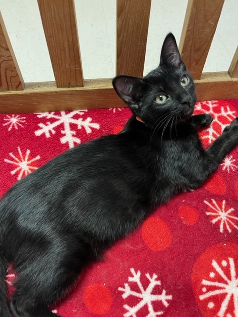 Harvey, an adoptable Domestic Short Hair in Hollister, CA_image-5