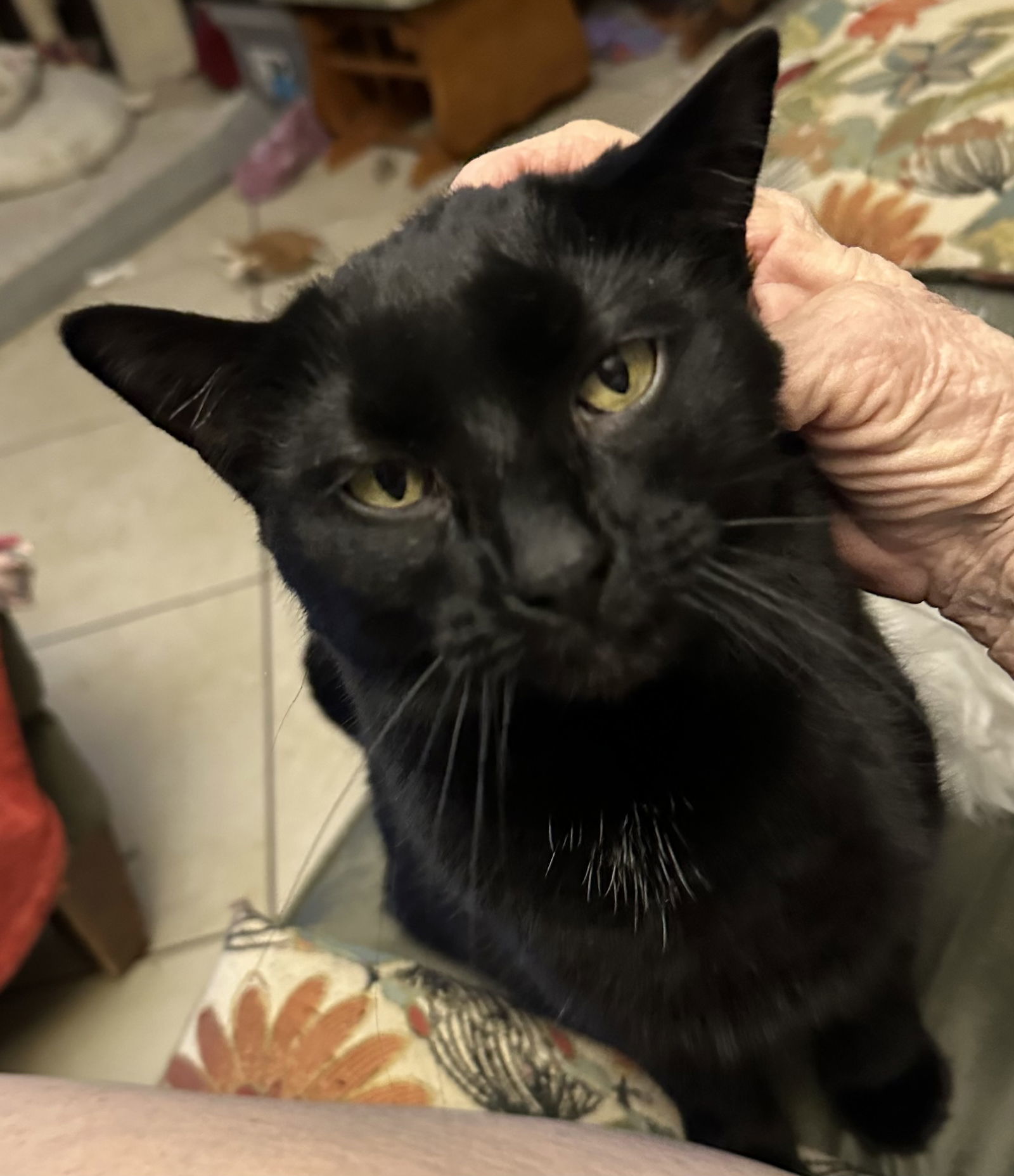 Jack, an adoptable Domestic Short Hair in O'Fallon, MO, 63366 | Photo Image 1