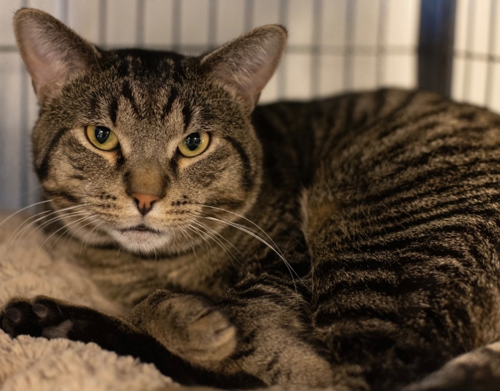 Pierre, an adoptable Domestic Short Hair in Saginaw, MI, 48604 | Photo Image 1
