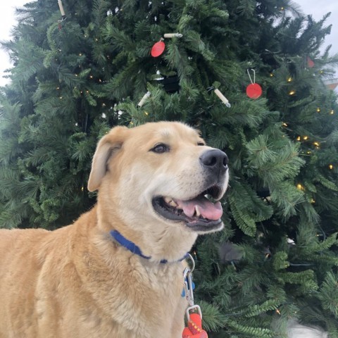 Ozzy (Bonded to Jo), an adoptable Yellow Labrador Retriever in West Des Moines, IA, 50265 | Photo Image 2