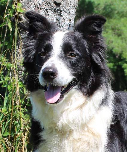 Black and white store border collie mix