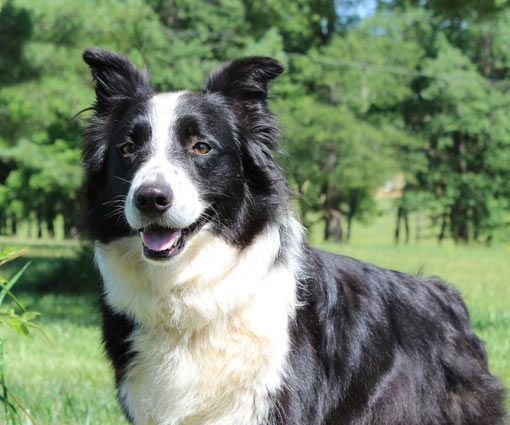 Border collie australian sales shepherd mix puppies