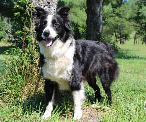 Border collie australian hot sale shepherd mix size