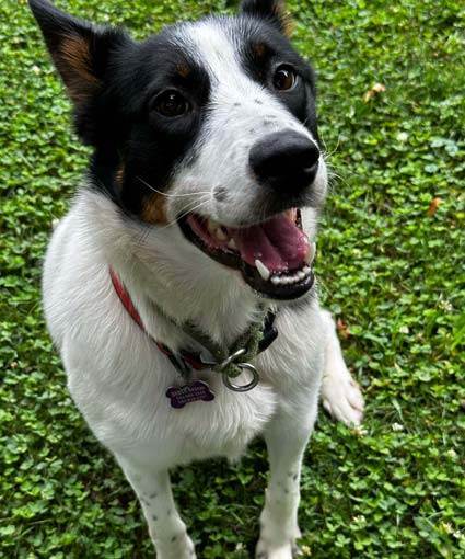 Petfinder 2024 cattle dog