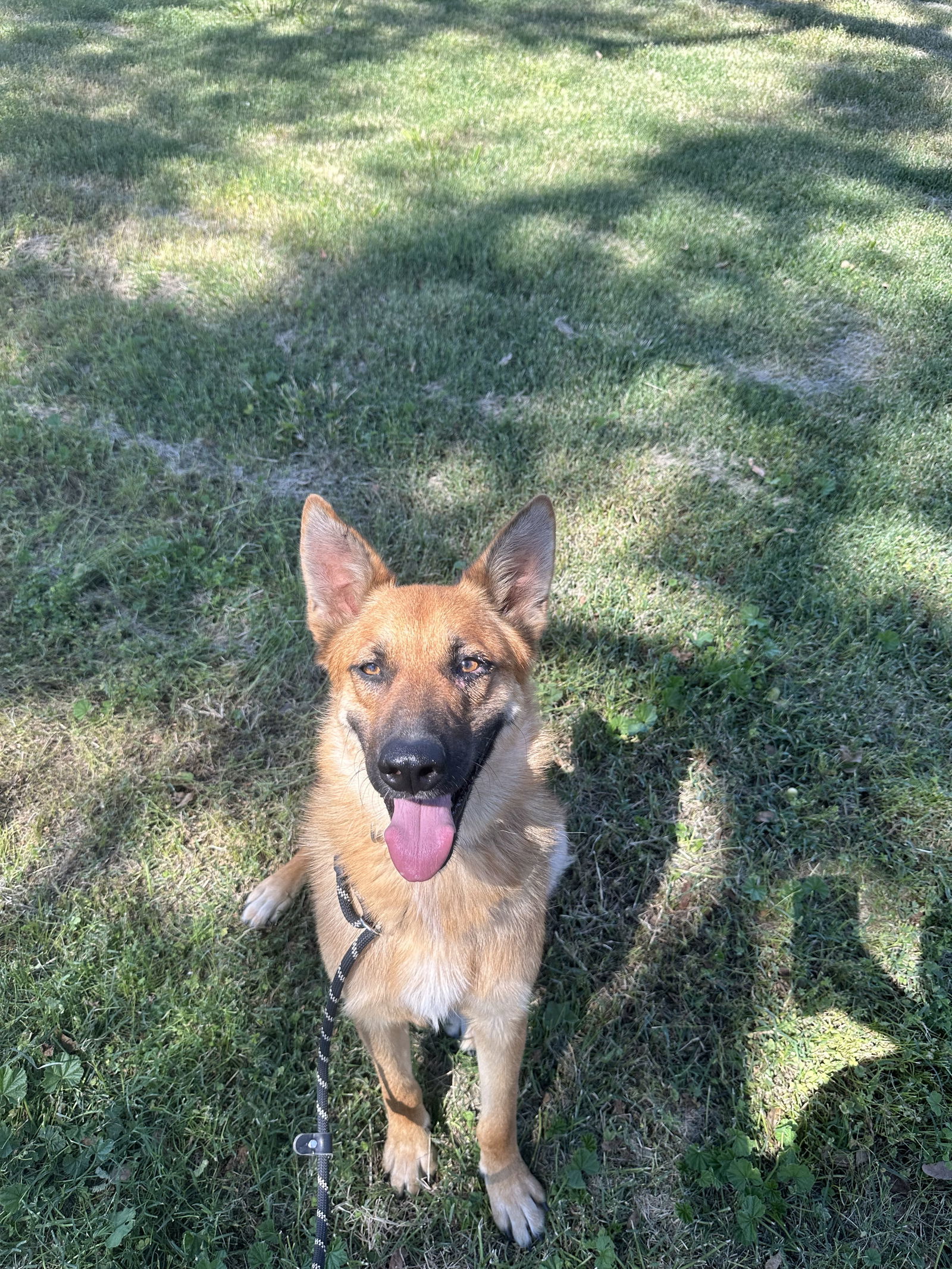 MICHELANGELO, an adoptable Shepherd, Australian Cattle Dog / Blue Heeler in Chico, CA, 95973 | Photo Image 1