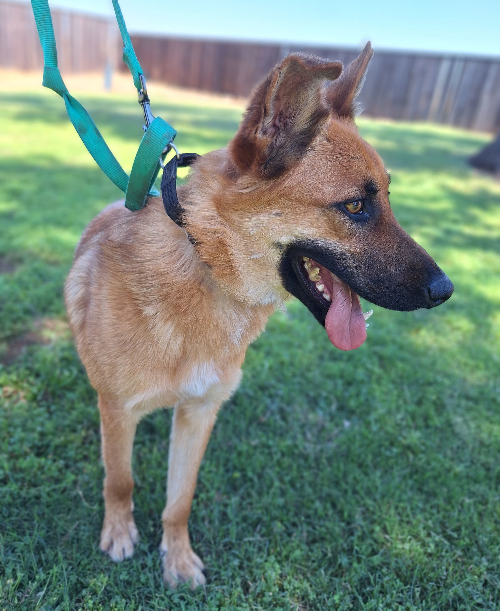 MICHELANGELO, an adoptable Shepherd, Australian Cattle Dog / Blue Heeler in Chico, CA, 95973 | Photo Image 2