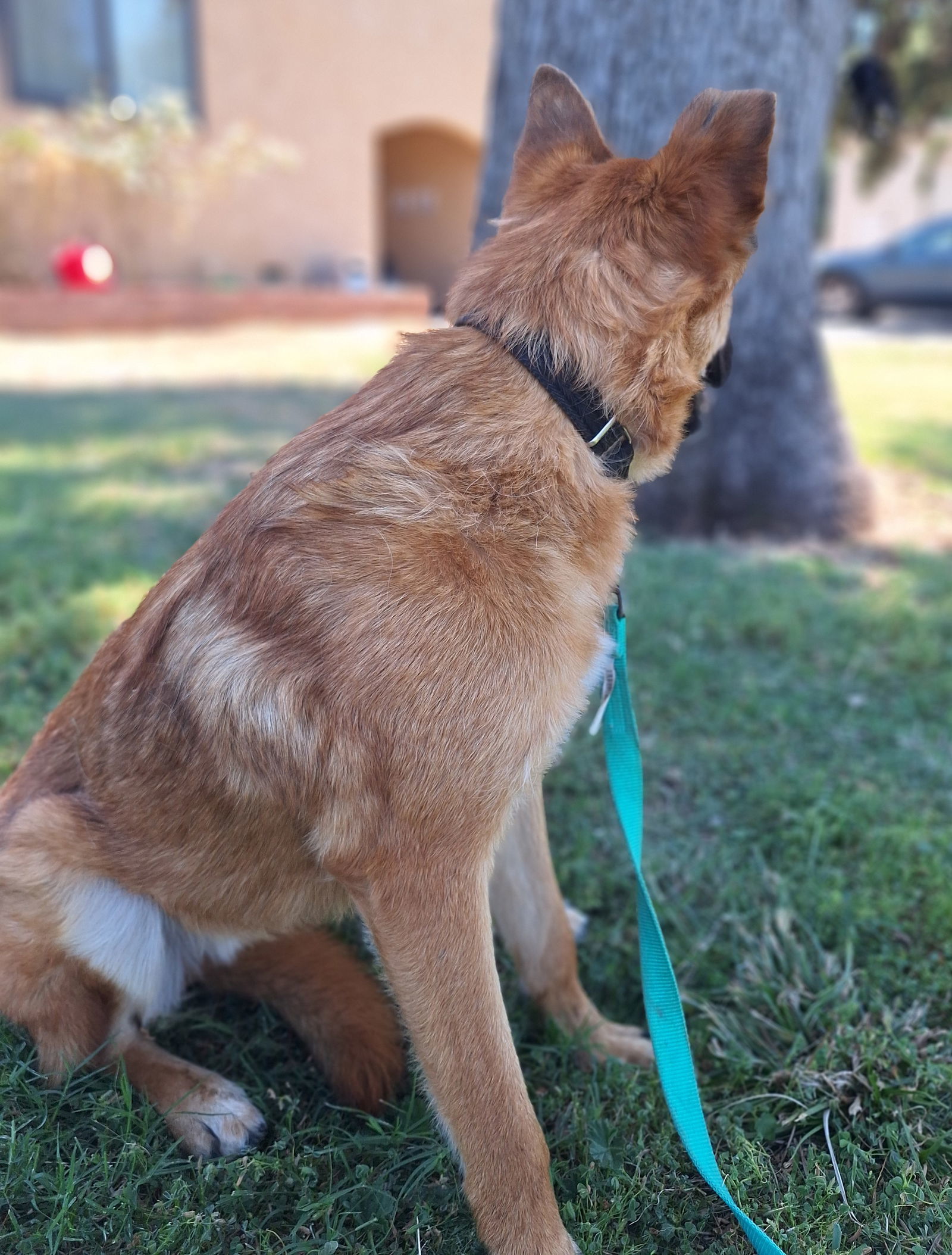 MICHELANGELO, an adoptable Shepherd, Australian Cattle Dog / Blue Heeler in Chico, CA, 95973 | Photo Image 3