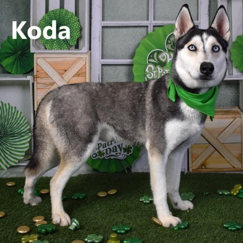 Koda, an adoptable Husky in Yuma, AZ, 85365 | Photo Image 1