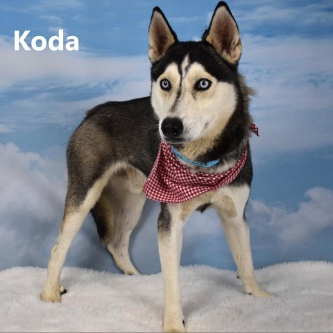 Koda, an adoptable Husky in Yuma, AZ, 85365 | Photo Image 2