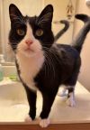 Mr Kitty photo 1