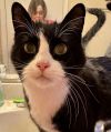 Mr Kitty photo 2