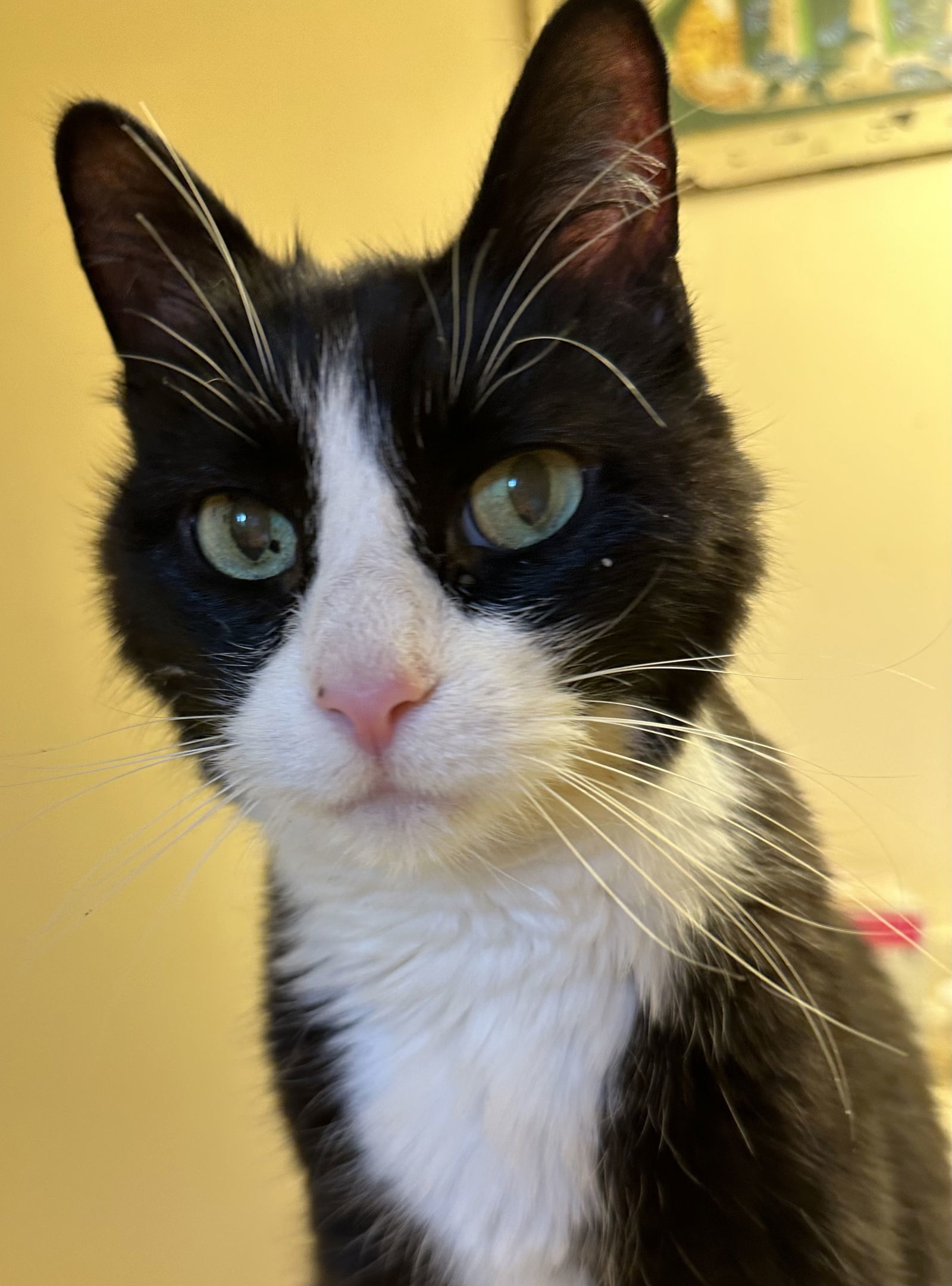 Mr Kitty, an adoptable Domestic Short Hair in O'Fallon, MO, 63366 | Photo Image 3