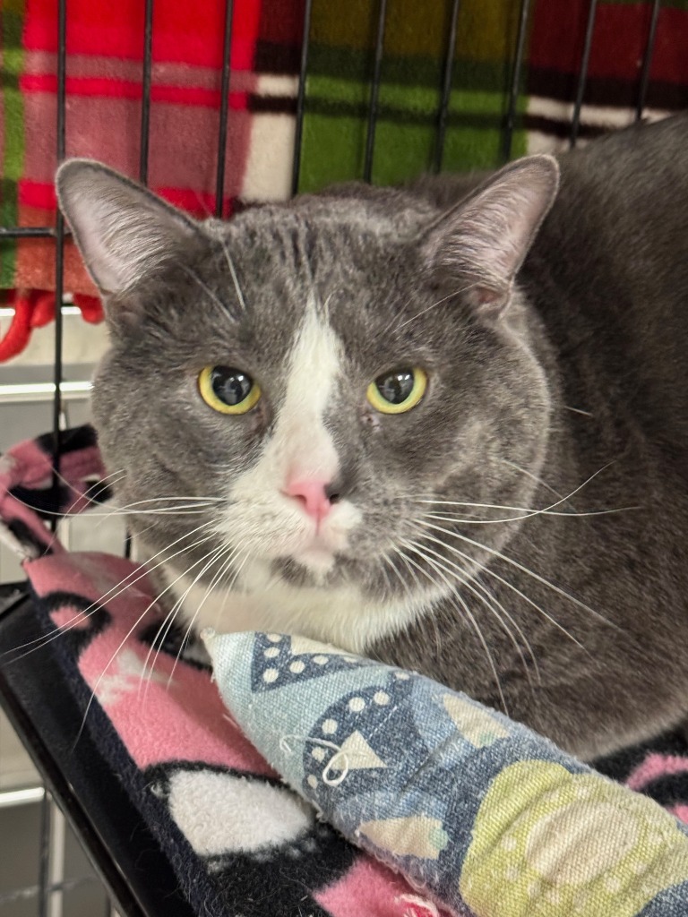 Titus, an adoptable Domestic Short Hair in Redwood Falls, MN, 56283 | Photo Image 1