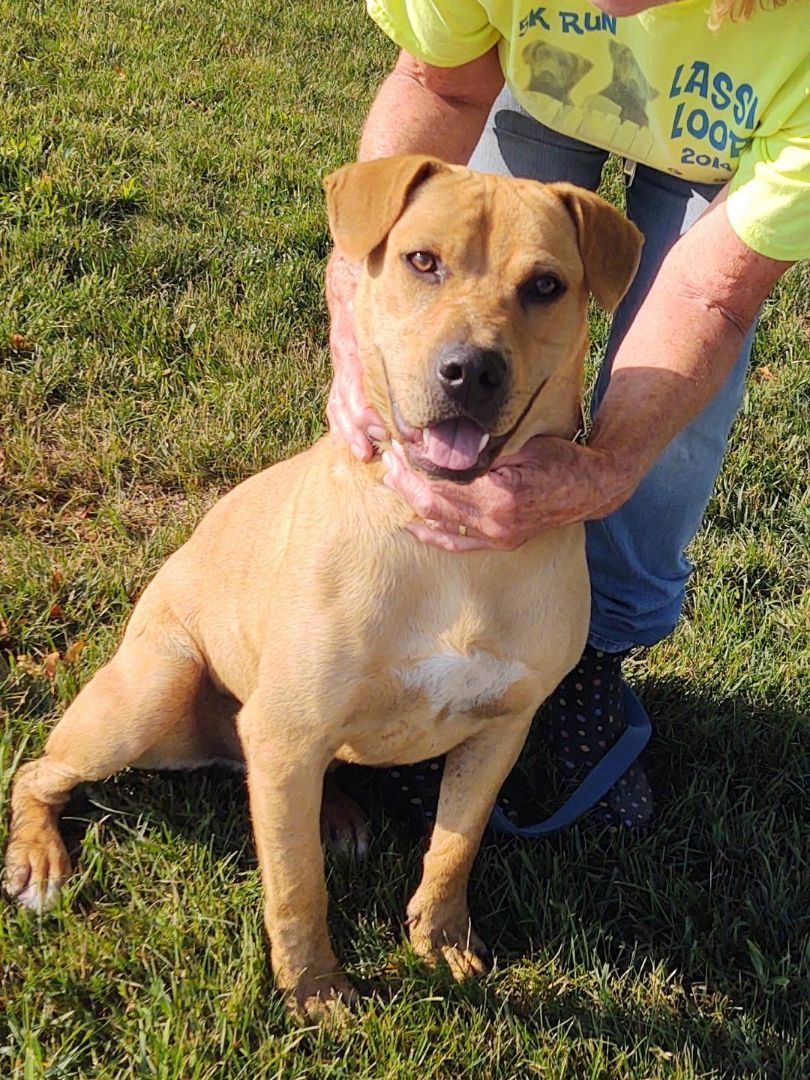 Wyatt, an adoptable Yellow Labrador Retriever, American Staffordshire Terrier in Shelby, MI, 49455 | Photo Image 4