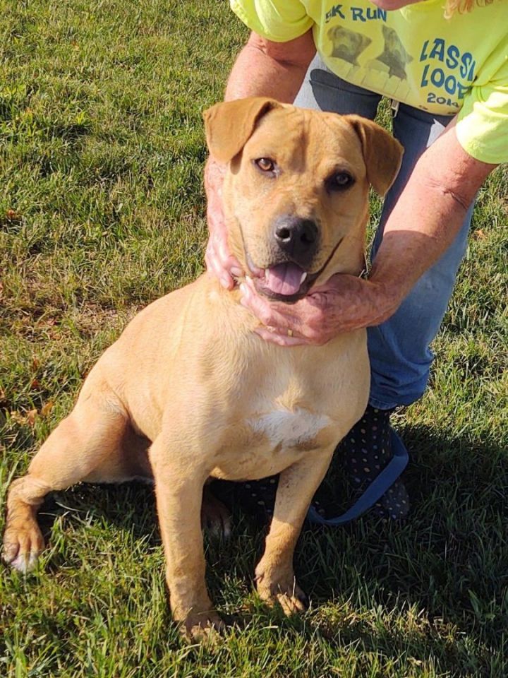 Labrador retriever american store staffordshire terrier mix