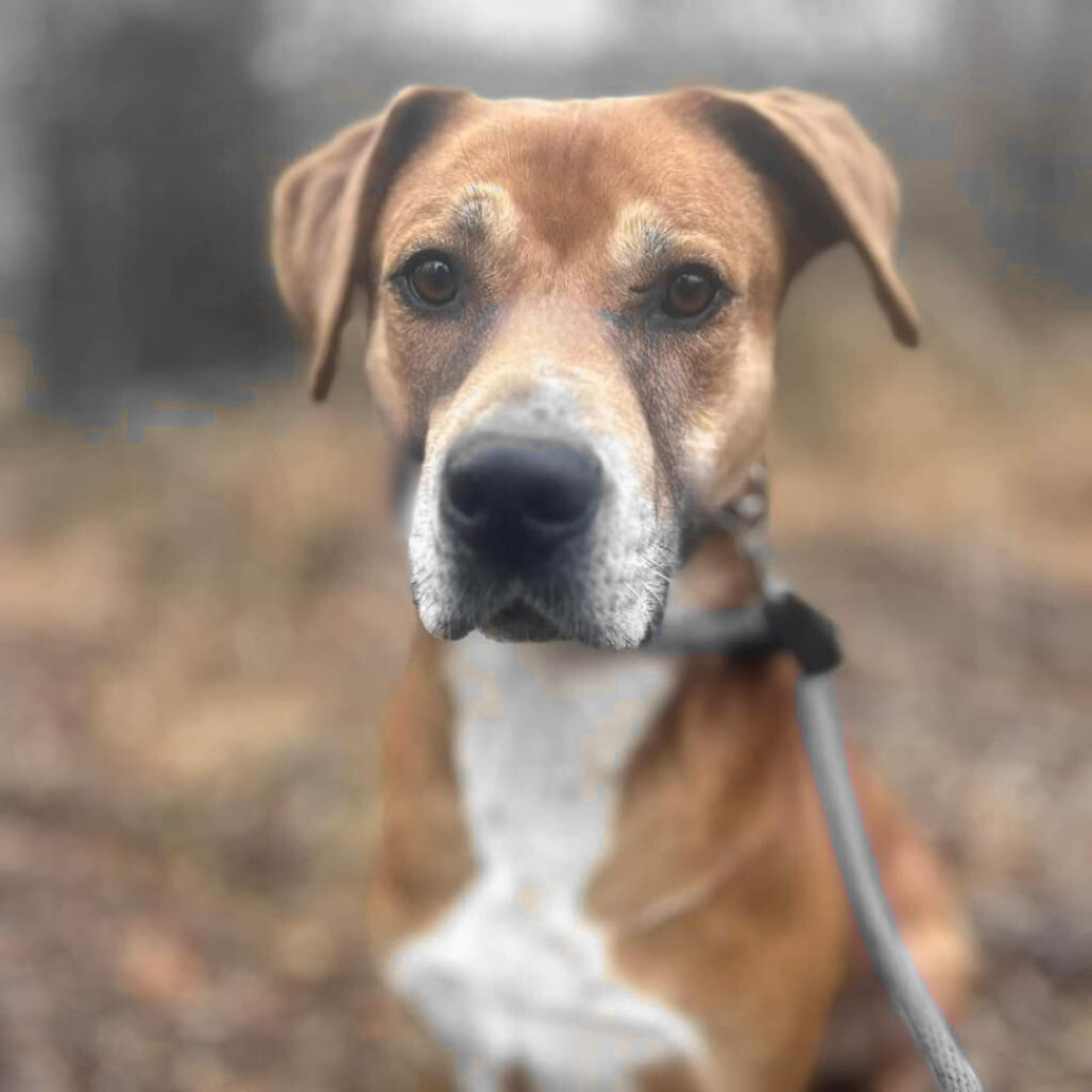 Destin, an adoptable Labrador Retriever, Mixed Breed in Chattanooga, TN, 37406 | Photo Image 1