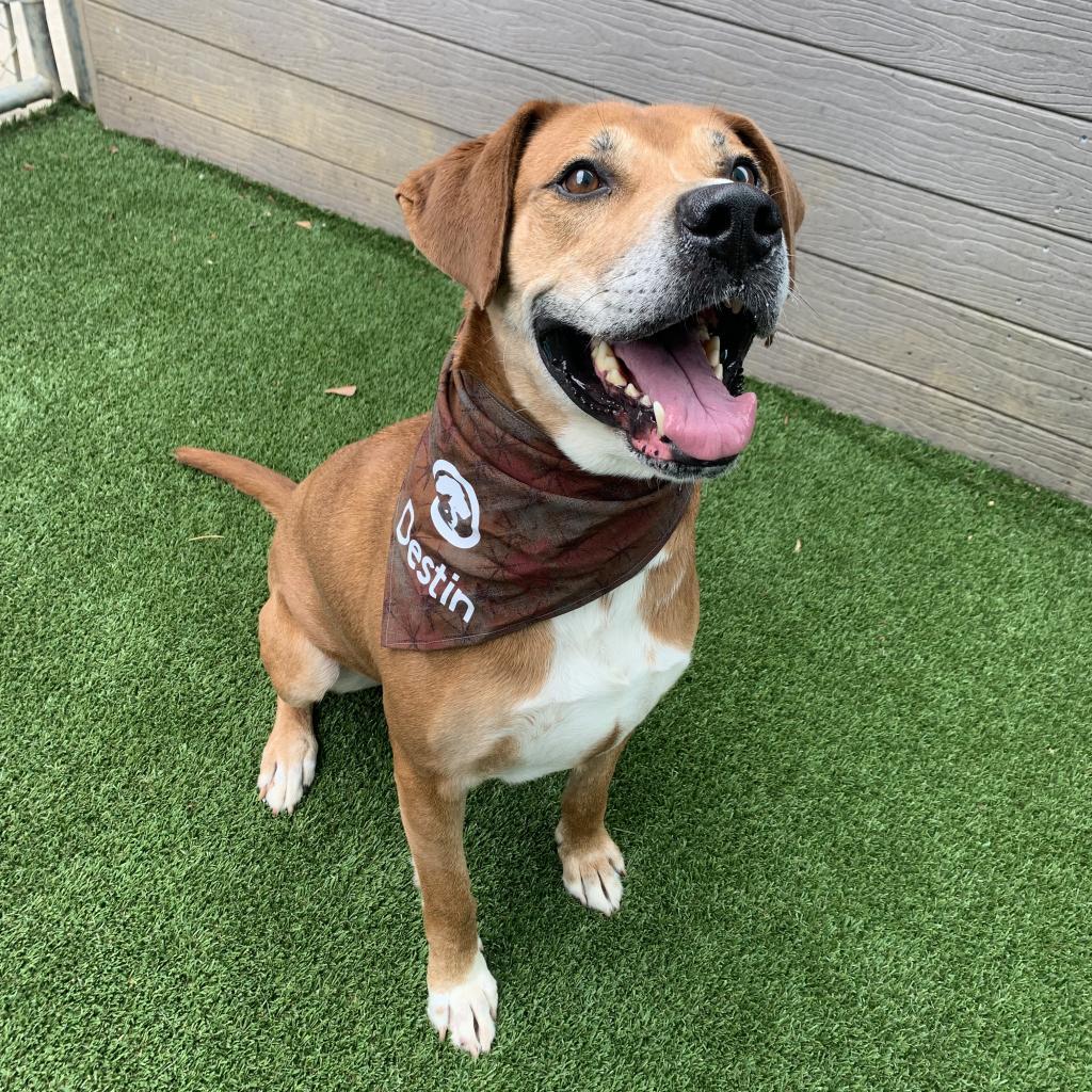 Destin, an adoptable Labrador Retriever, Mixed Breed in Chattanooga, TN, 37406 | Photo Image 2