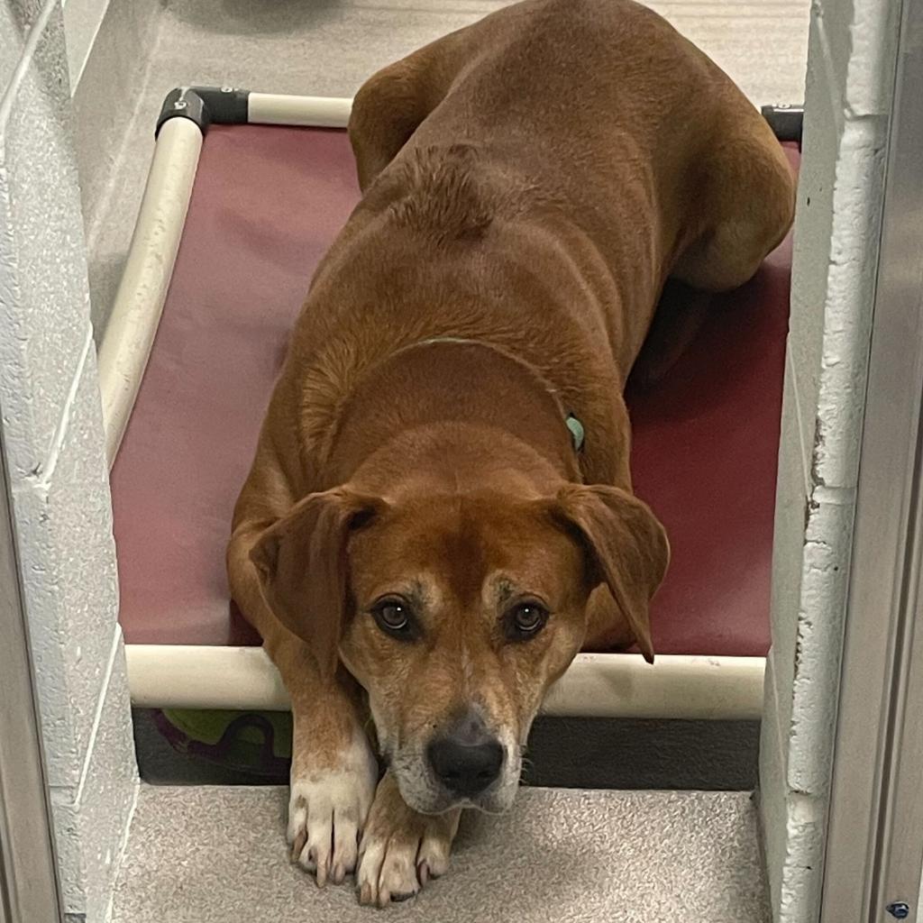 Destin, an adoptable Labrador Retriever, Mixed Breed in Chattanooga, TN, 37406 | Photo Image 3