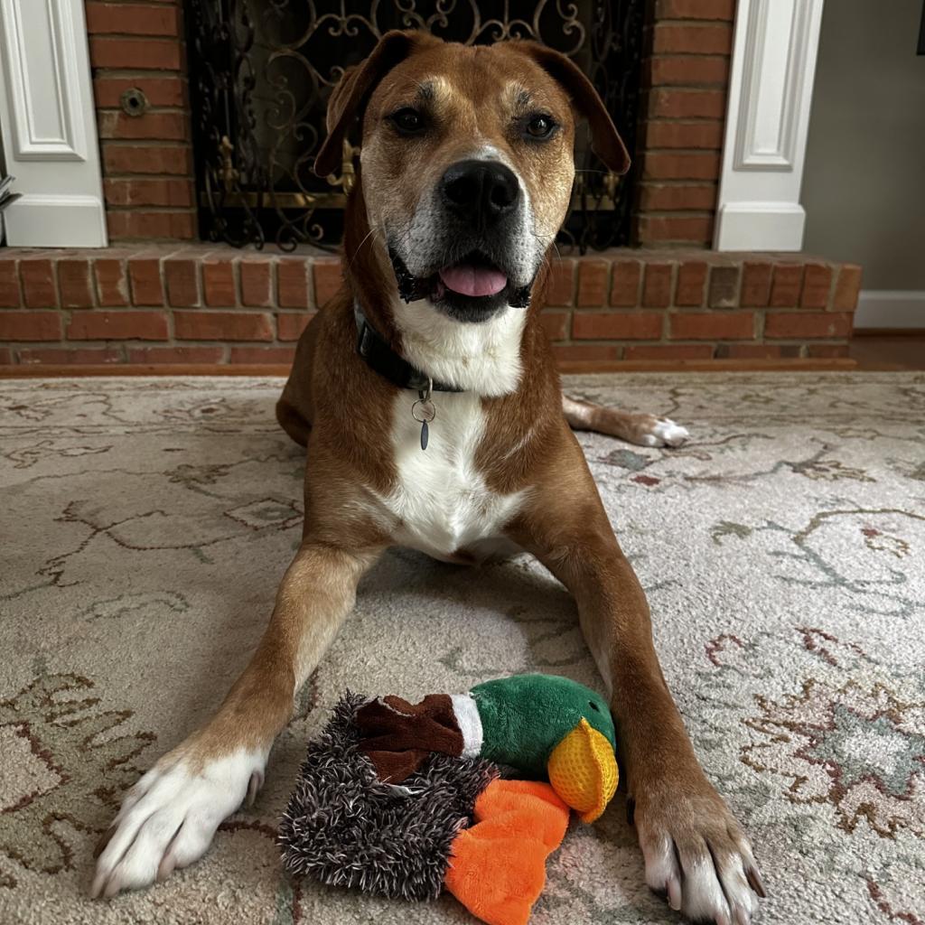 Destin, an adoptable Labrador Retriever, Mixed Breed in Chattanooga, TN, 37406 | Photo Image 4