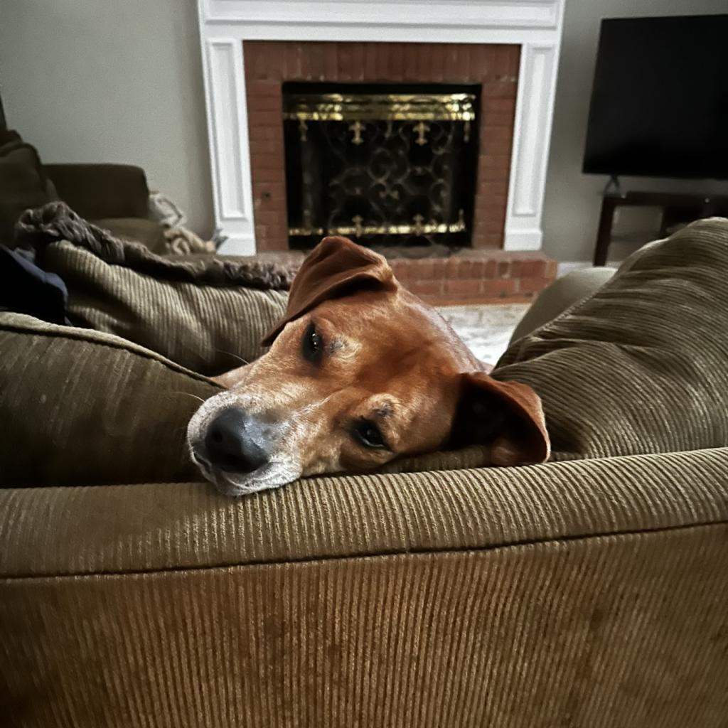 Destin, an adoptable Labrador Retriever, Mixed Breed in Chattanooga, TN, 37406 | Photo Image 6