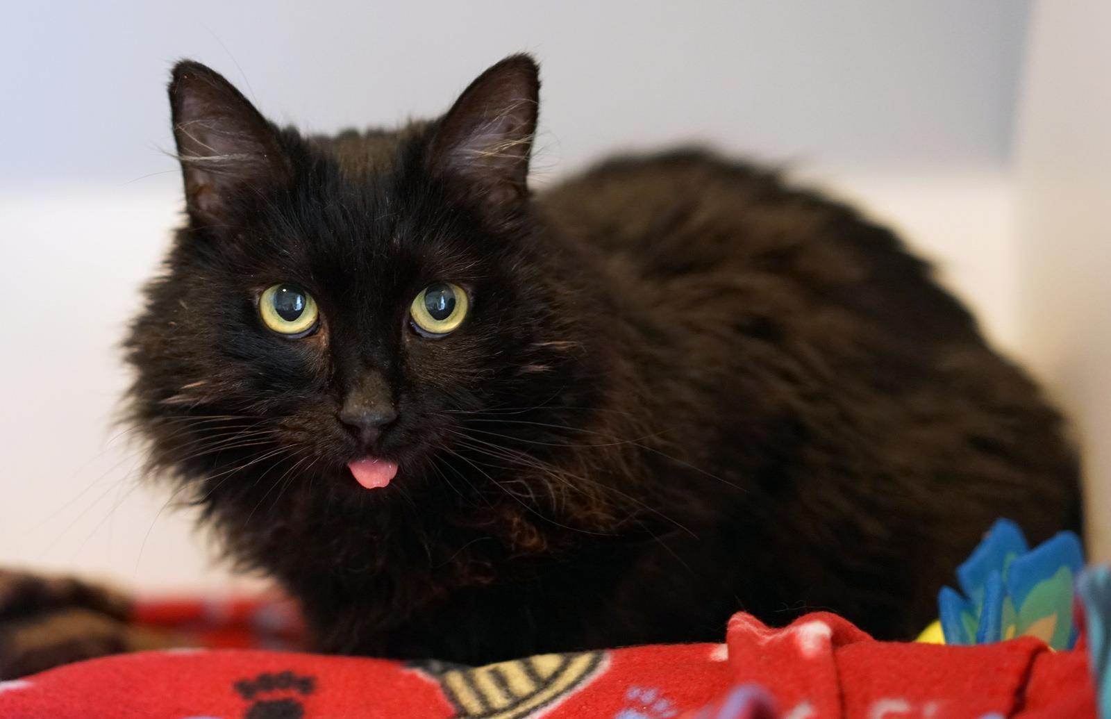 Little Girl (Stacia), an adoptable Domestic Medium Hair in Lincoln, CA, 95648 | Photo Image 1