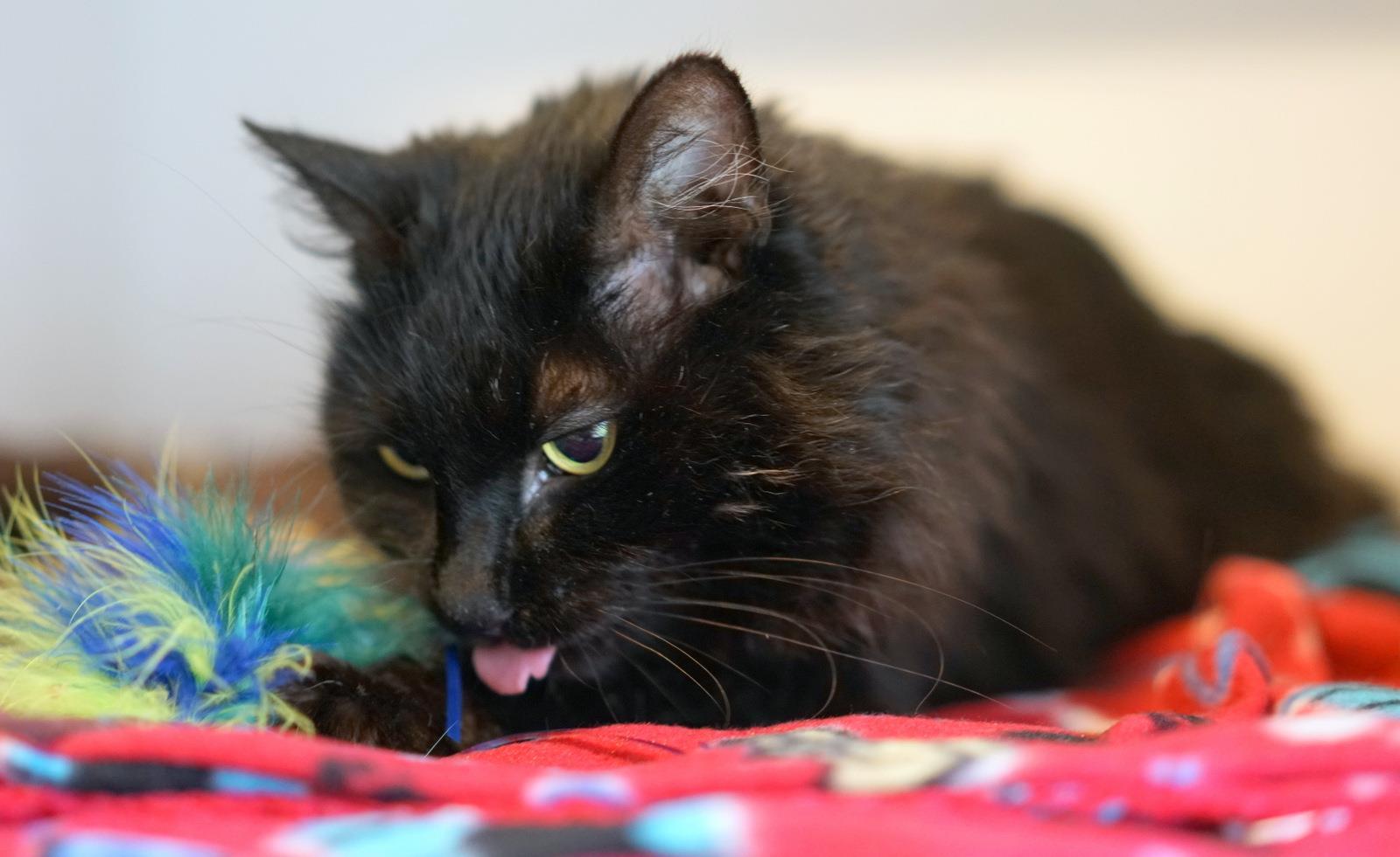 Little Girl (Stacia), an adoptable Domestic Medium Hair in Lincoln, CA, 95648 | Photo Image 2