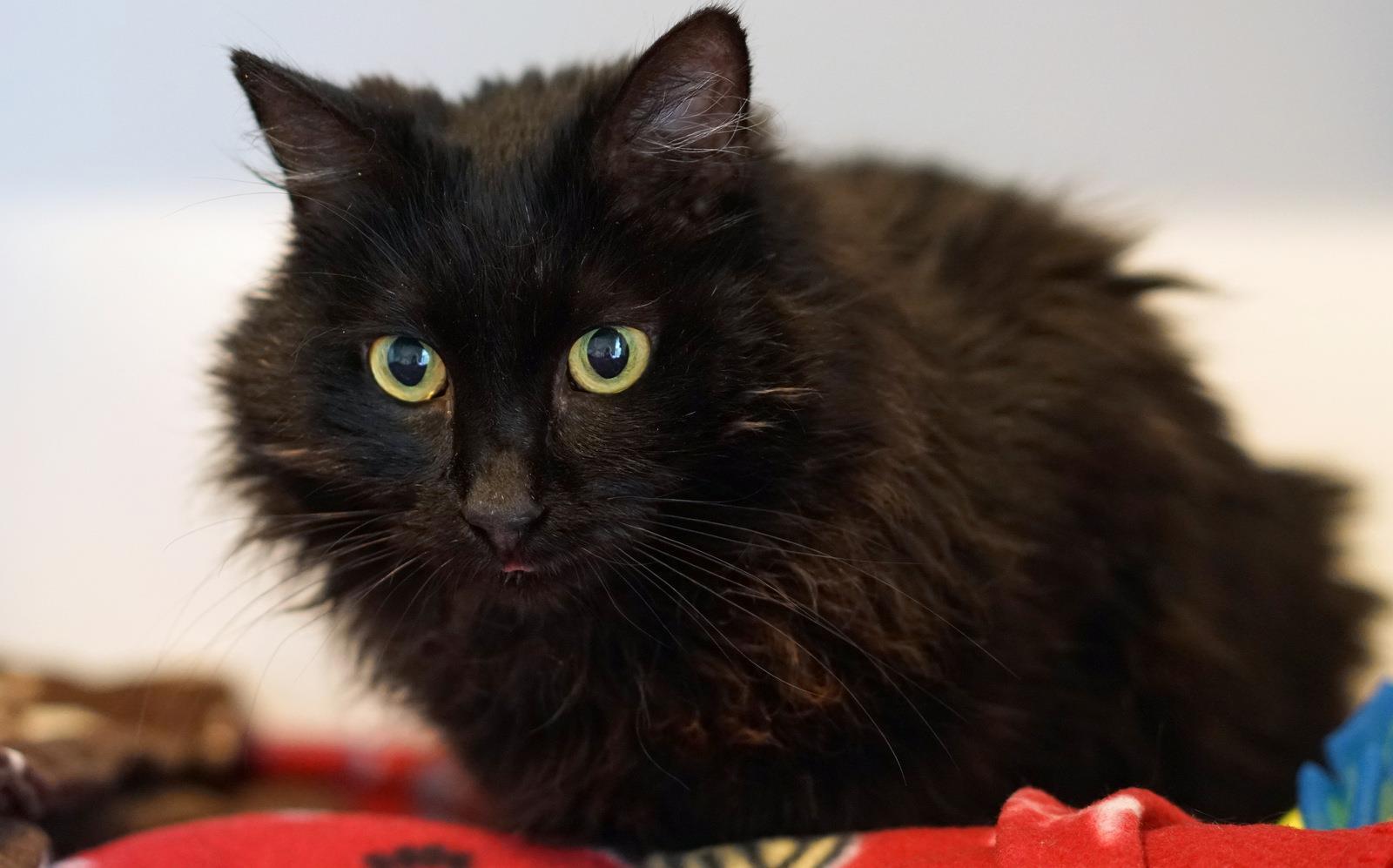 Little Girl (Stacia), an adoptable Domestic Medium Hair in Lincoln, CA, 95648 | Photo Image 3