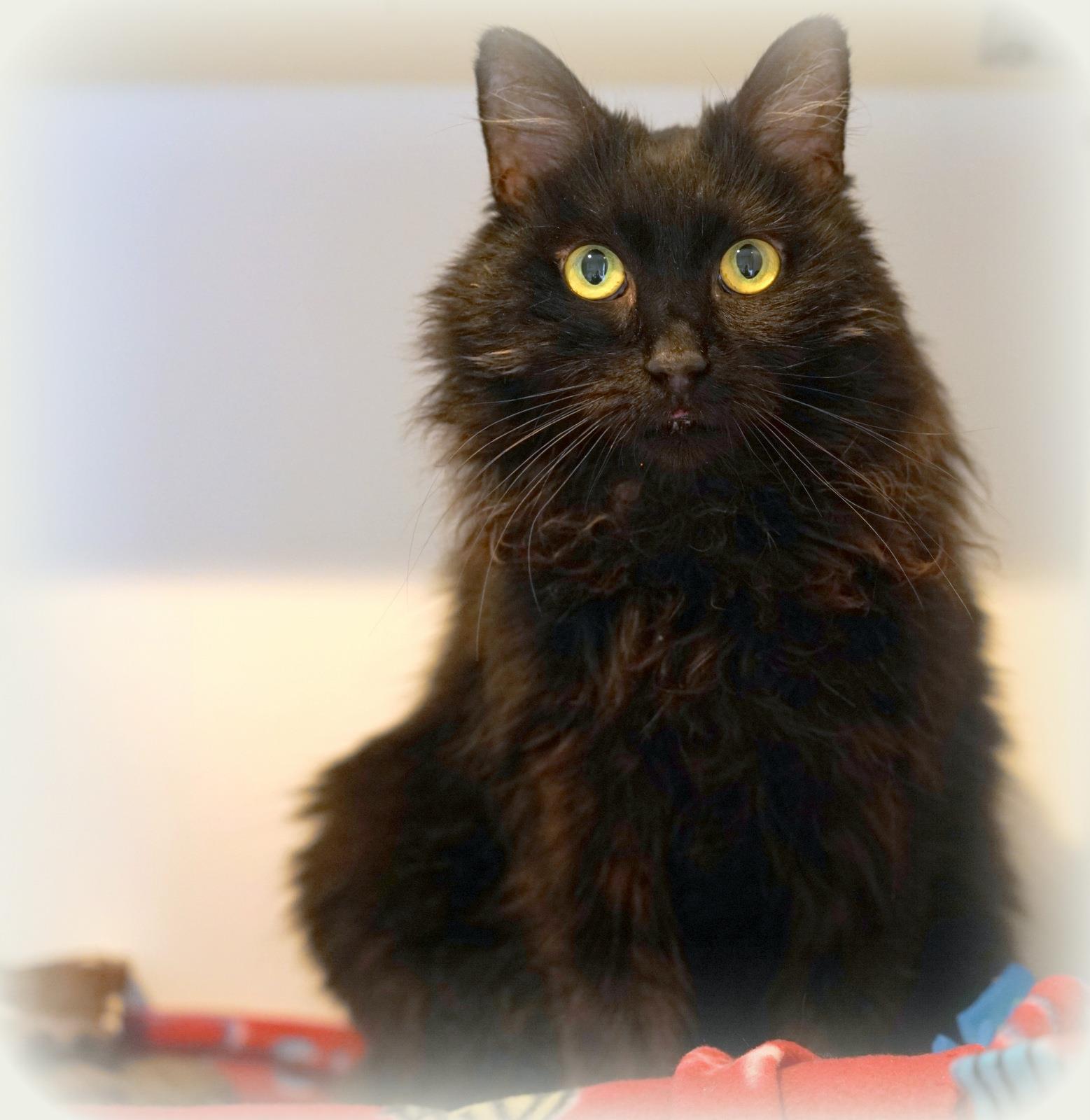 Little Girl (Stacia), an adoptable Domestic Medium Hair in Lincoln, CA, 95648 | Photo Image 4