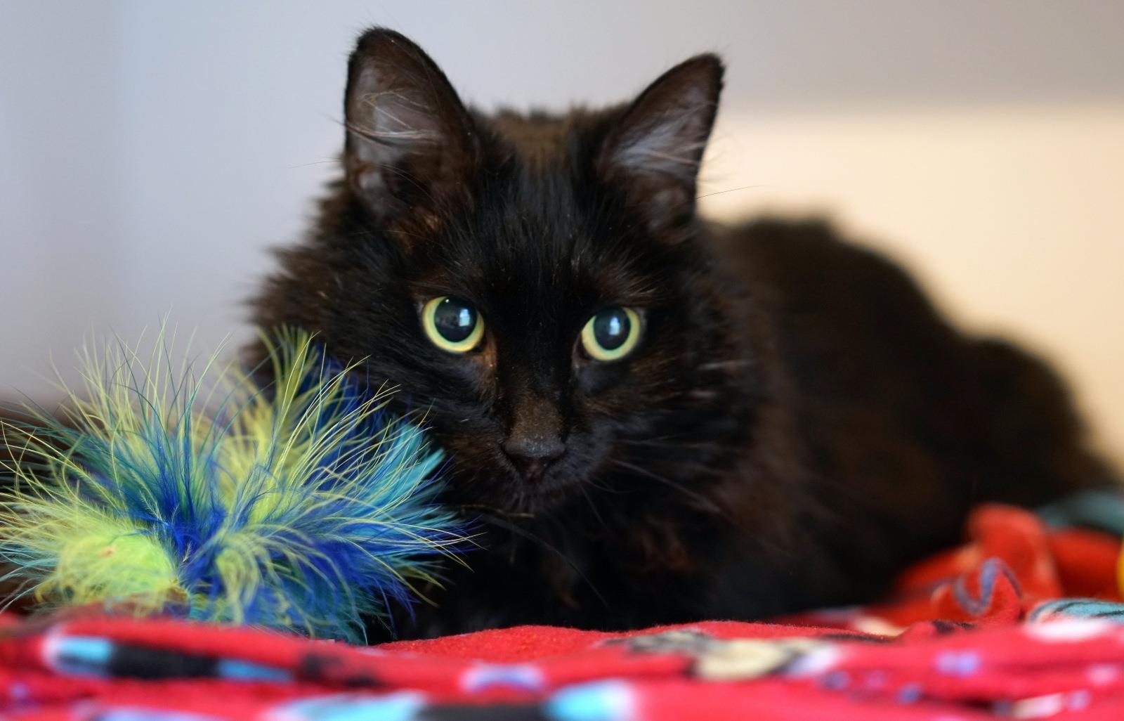 Little Girl (Stacia), an adoptable Domestic Medium Hair in Lincoln, CA, 95648 | Photo Image 5