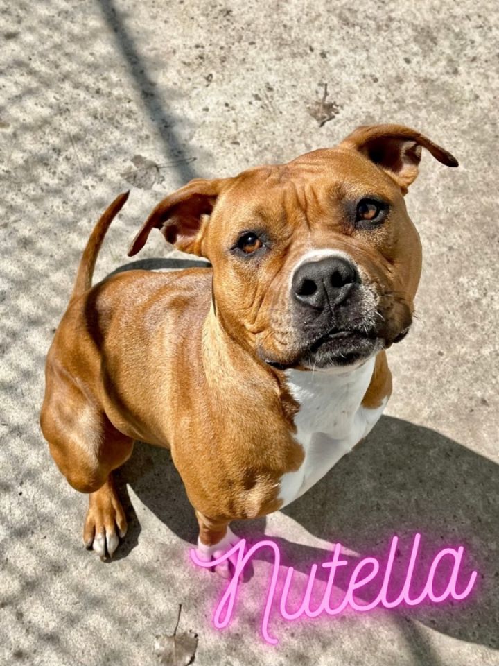 Nutella, an adoptable Pit Bull Terrier in Blaine, MN_image-1