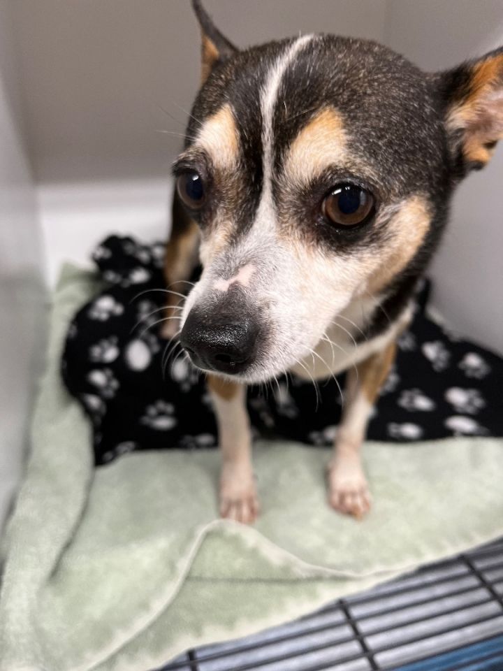 Finn, an adoptable Chihuahua Mix in Woodruff, SC_image-2